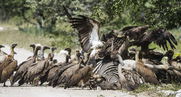 Namibia, Etosha NP Vultures on zebra carcass